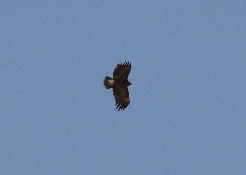 Greater Spotted Eagle